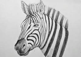 A turkey is a cute easy drawing. How To Draw A Zebra Head With Pencil Step By Step