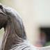 Breeders' Cup Credited With Increases In Lexington Tourism Metrics ...