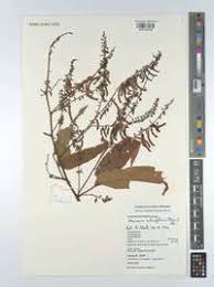 Image result for Pleurolobus