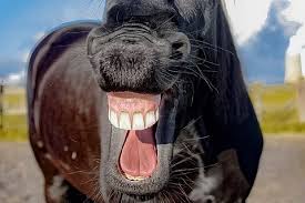 25 Horse Jokes And Puns Horse Humour The Ultimate Equestrian