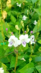 Image result for Pentas micrantha