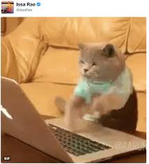 When you have been on the computer too long. Cat Typing Rihanna Know Your Meme