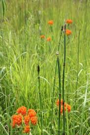 Image result for Emilia caespitosa