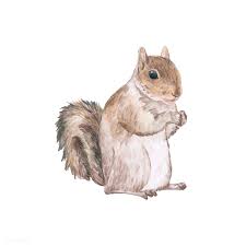 Hand Drawn Squirrel Isolated On White Background Premium Image By Rawpixel Com Aum How To Draw Hands Watercolor Animals Squirrel