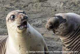 1 day ago · the 2021 comedy wildlife photography award finalists will make your day. Our Favorite Finalists From The Comedy Wildlife Photography Awards 2017 Digital Photography Review