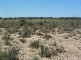 Image result for Plinthus karooicus