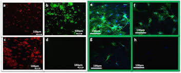 It depends on the location, but generally it is difficult to get an outdoor. Ph Nir Light Controlled Multidrug Release Via A Mussel Inspired Nanocomposite Hydrogel For Chemo Photothermal Cancer Therapy Scientific Reports