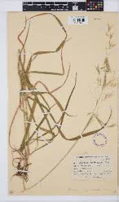 Image result for Bromus leptoclados