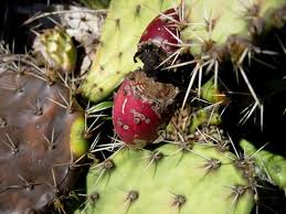 The better plan is to grow them for several years until they reach a considerable size. Coast Prickly Pear Opuntia Littoralis