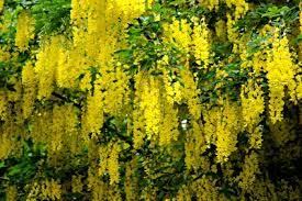 Pin On Plant Trees