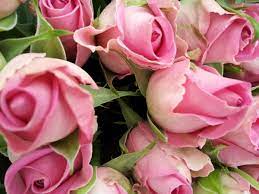Either way you wish to interpret the meaning of pink flowers, these beauties are sure to. Flower Symbolism What Do Pink Roses Mean Holidappy