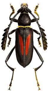 Black And Yellow Longhorn Beetle Poisonous Pin By Bryce Miller On Insects Beetle Insect Insect Collection Bugs And Insects