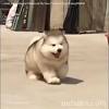 What size kennel for a malamute? Https Encrypted Tbn0 Gstatic Com Images Q Tbn And9gcr Pnigiaf0rsxzpbbkdxjyo2qlgggotdyrwje4wxeg60weuzzn Usqp Cau