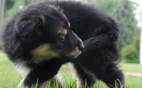 Proven tips from dog experts that has worked for more than 875,000 dog owners worldwide. How To Potty Train Your Dog In 7 Days The Dog Training Magazine