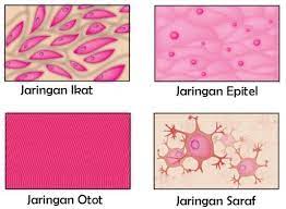 Jaringan otot berikut yang gerakannya tidak dikontrol oleh kehendak yaitu otot. Jaringan Hewan Pengertian Struktur Gambar Guru Belajarku