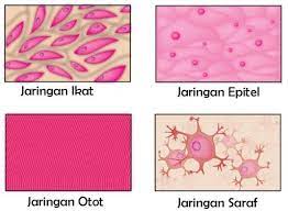 Jaringan otot secara embriologis, jaringan otot berasal dari lapisan mesoderm kecuali jaringan otot pada iris jaringan otot dibagi menjadi 3 jenis yaitu otot polos, otot skelet (lurik), dan otot jantung. Jaringan Hewan Pengertian Struktur Gambar Guru Belajarku