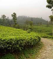 We did not find results for: Kebun Teh Cipasung Majalengka Indonesia Review Tripadvisor