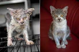 Ubat dan rawatan bagi mengatasi penyakit kurap. Kurap Pada Kucing Hai Nadia Veterinary Clinic Facebook