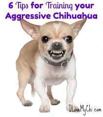 What the heck are you supposed to do with 2 cups of chex?! 6 Tips For Training Your Aggressive Chihuahua I Love My Chi