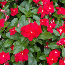 Image result for Catharanthus