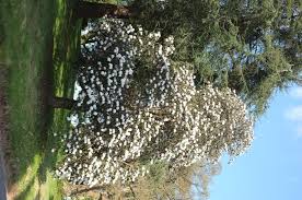 Image result for Rinorea arborea