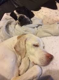 Black And White Pointer English Pointers Colors Black And White And Lemon And White English Pointer Pointer Dog Dog Rules