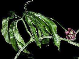 Image result for Telfairia