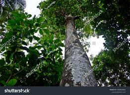 Image result for Intsia