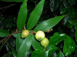 Image result for Syzygium jambos