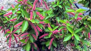 Image result for Acalypha hispida
