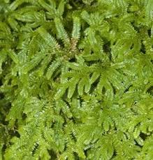 Image result for Selaginella cathedrifolia