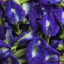Air teh ini akan bertukar warna ungu yang cantik dan rasa sangat menyegarkan. 7 Manfaat Bunga Telang Bagi Kesehatan Si Cantik Yang Ampuh Atasi Depresi Dan Cegah Penuaan Dini Ragam Bola Com