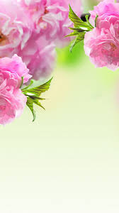 27 Iphone 6 Plus Wallpaper Flower Ideas Iphone 6 Plus Wallpaper Wallpaper Nature Flowers Love Flowers Basketball jumpman logo iphone 6 wallpaper air jordan.