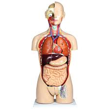 Huge sale on anatomy model torso now on. Walter Products 85cm Human Torso Model Set 27 Pieces Best Buy Canada