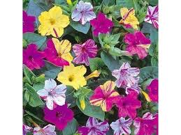 Wieder erzählte mir einen nachbarin das sie jedes jahr die wunderblume neu kauft. Mirabilis Jalapa Wunderblume Mix 3 Stuck Gr I Plantenkontor De Tolle Knollen Direkt Vom Blumenzwiebelbauern