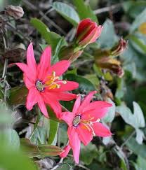 Pin Auf Flores De Maracuja Passiflora