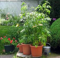 The species originated in western south america and central america. Growing Tomatoes In Pots Best Varieties Gardening Channel