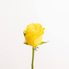 Cesto di fiori bellissimo nei toni accesi del giallo e arancio composto da: I Fiori Di Compleanno Per Un Amica Davvero Speciale Varieta E Significati Colvin