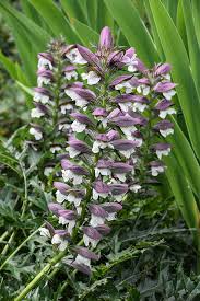 Image result for Hyperacanthus microphyllus