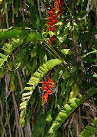 Image result for Heliconia rostrata