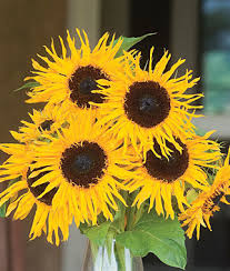 There are a lot of great hybrid sunflower varieties to choose from nowadays. Sunflower Frilly Hybrid Buy Garden Plants Online