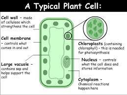 Maybe you would like to learn more about one of these? Aqa Biology Unit 2