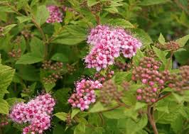 Image result for Spiraea japonica ´Little Princess