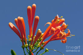 Image result for Pyrostegia