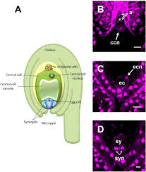Why plant cells possess large sized vacuole. An F Actin Mega Cable Supports The Migration Of The Sperm Nucleus During The Fertilization Of The Polarity Inverted Central Cell Of Agave Inaequidens Biorxiv