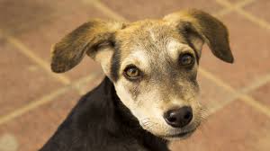 El día 21 de julio se celebrael día internacional del perro. 27 De Julio Dia Internacional Del Perro Callejero El Sumario