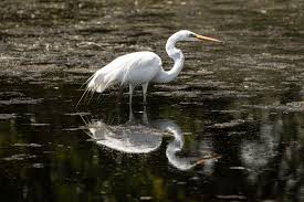 for Janine Wandering around the estuary with a macro lens, flash with  diffuser