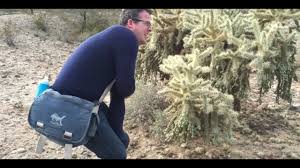 Like all living things, cacti need water to survive. When The Cholla Cactus Attacks Youtube