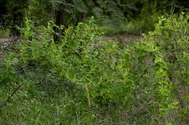 Image result for Marsdenia sylvestris