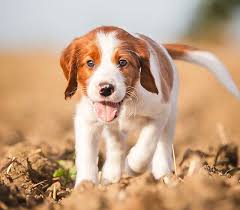 Image result for irský červenobílý setr